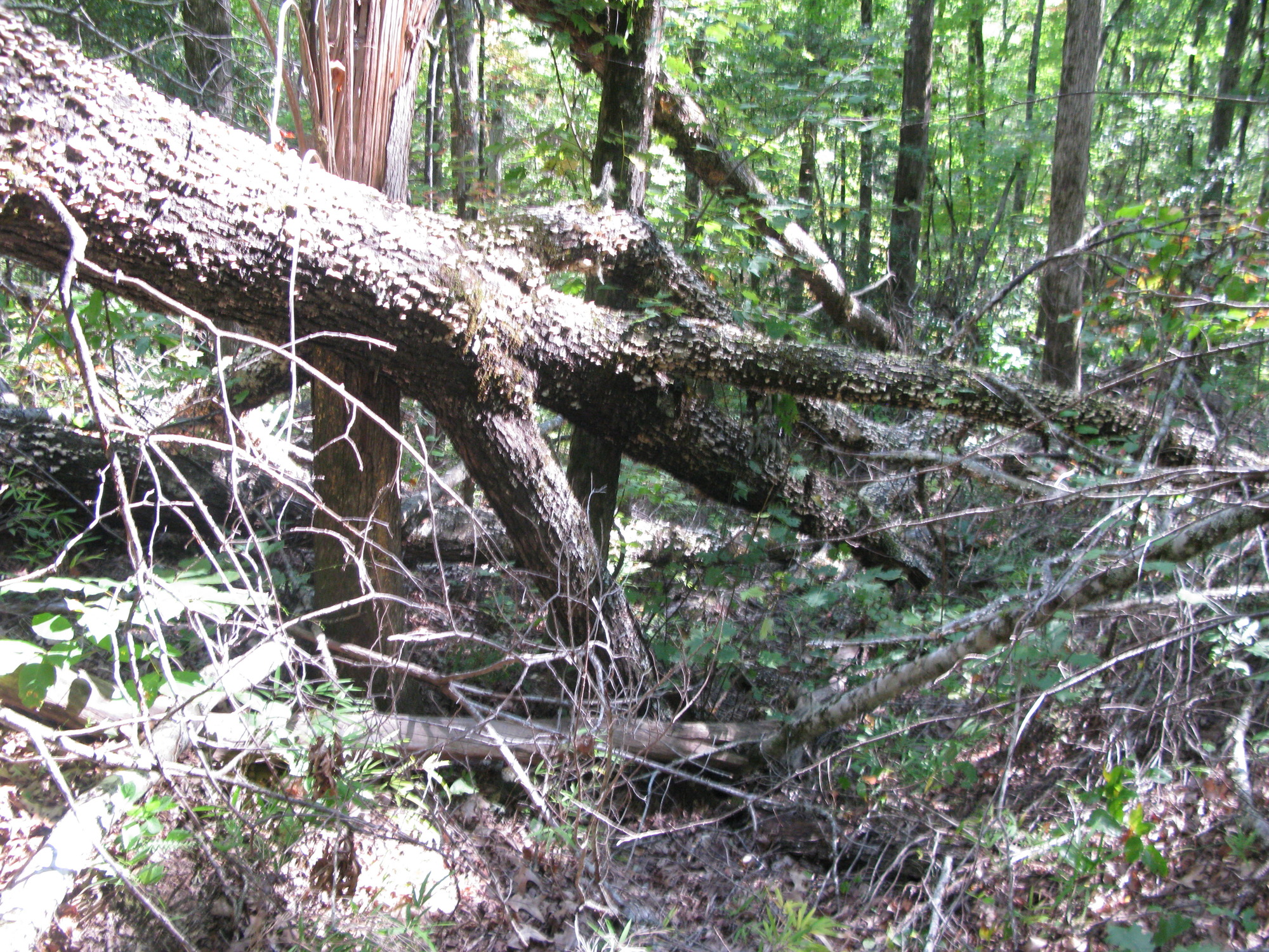 GRSM Accuracy Assessment. Plot Code: GRSM_AA_0235_4