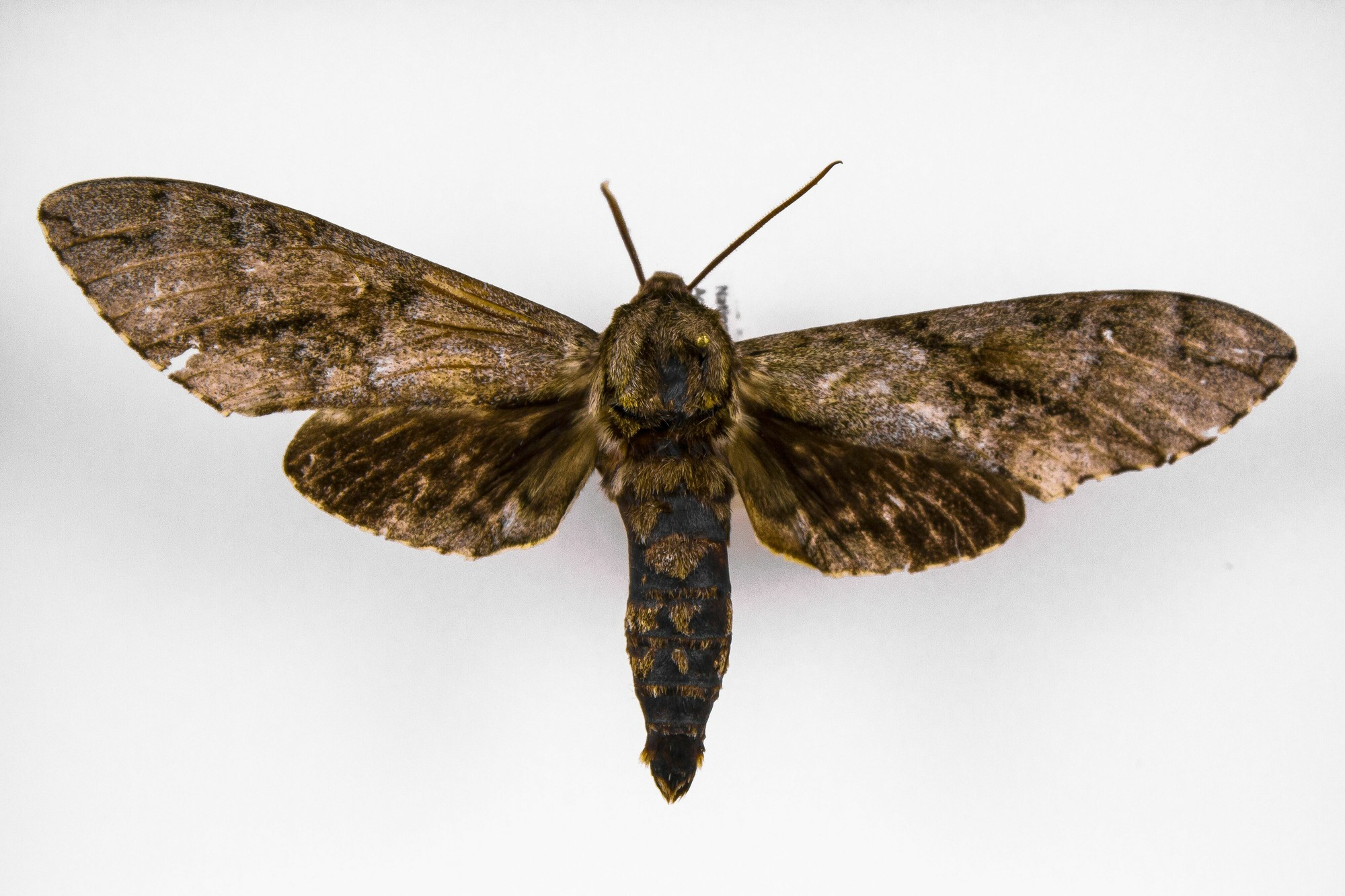 Image of Manduca jasminearum, a species of Insect