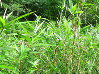 GRSM Accuracy Assessment. Plot Code: GRSM_AA_0636_2