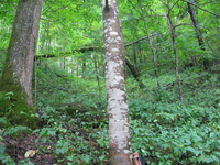 GRSM Accuracy Assessment. Plot Code: GRSM_AA_0485_5