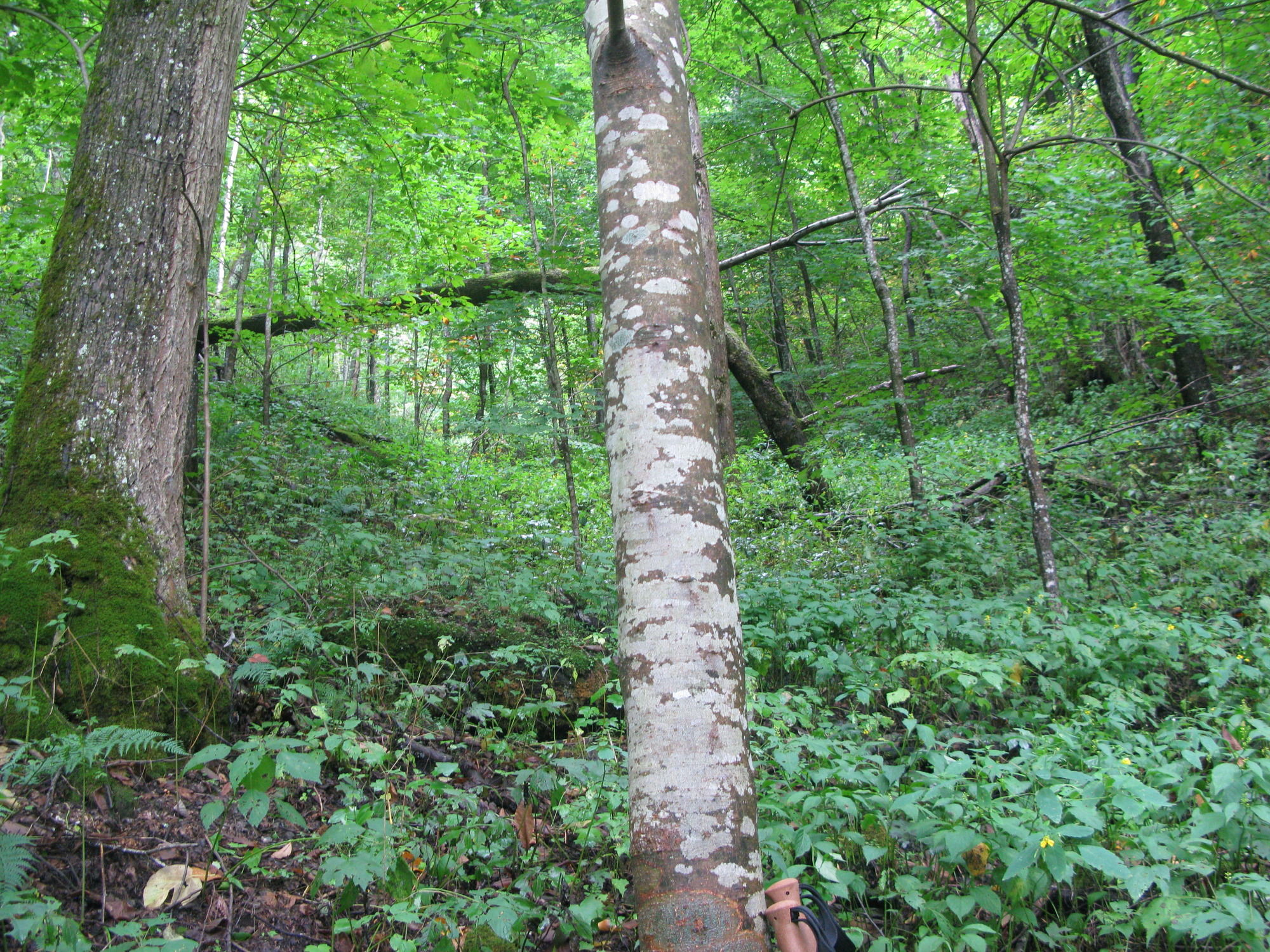 GRSM Accuracy Assessment. Plot Code: GRSM_AA_0485_5