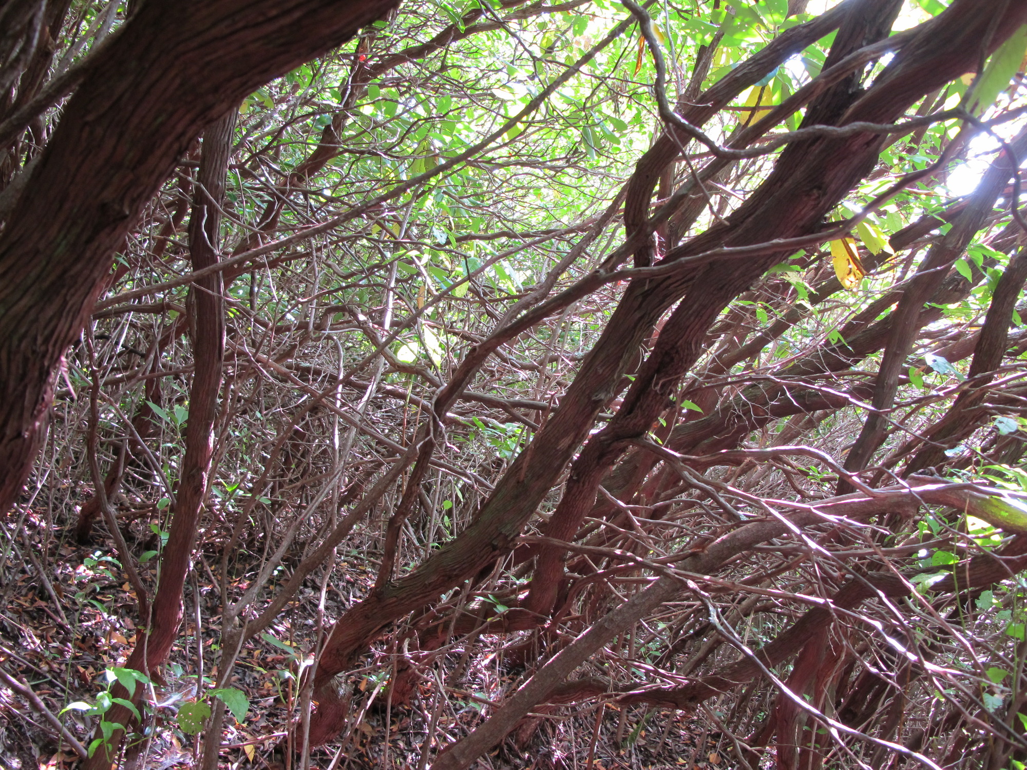 GRSM Accuracy Assessment. Plot Code: GRSM_AA_0791_3