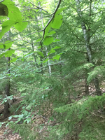 GRSM Accuracy Assessment. Plot Code: GRSM_AA_0132_2