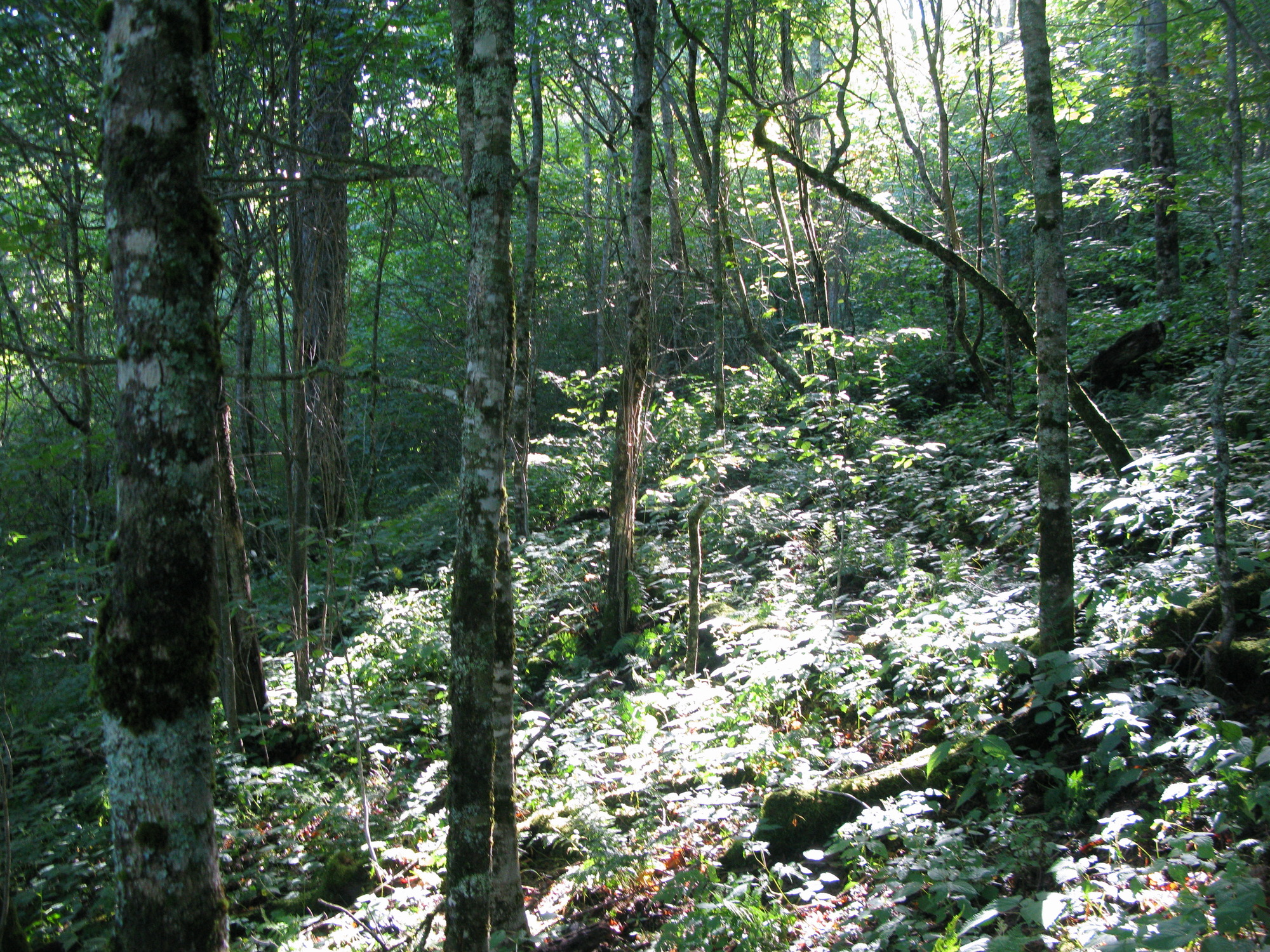 GRSM Accuracy Assessment. Plot Code: GRSM_AA_0252_3