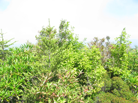 GRSM Accuracy Assessment. Plot Code: GRSM_AA_0584_2