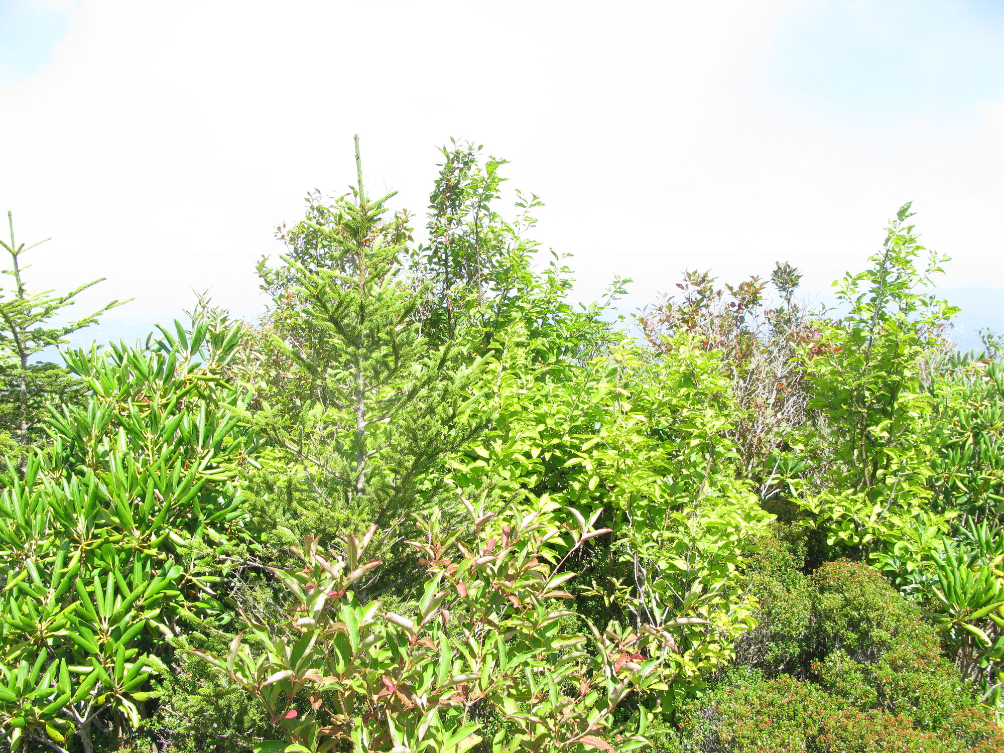 GRSM Accuracy Assessment. Plot Code: GRSM_AA_0584_2