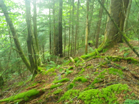 Plot Code: GRSM_AA_0650_6