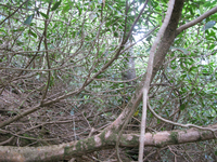 GRSM Accuracy Assessment. Plot Code: GRSM_AA_0930_2