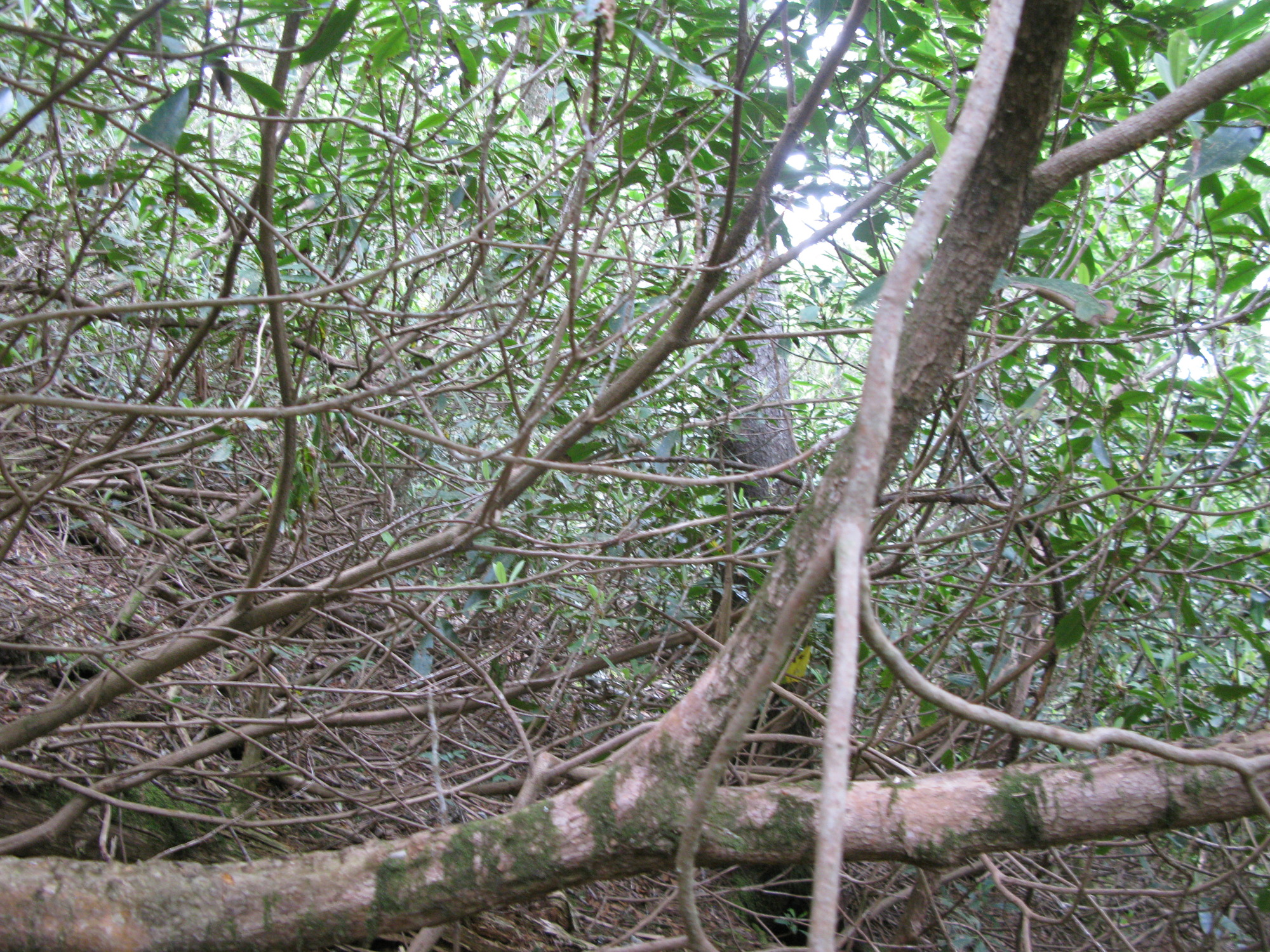 GRSM Accuracy Assessment. Plot Code: GRSM_AA_0930_2