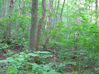 GRSM Accuracy Assessment. Plot Code: GRSM_AA_0042_4