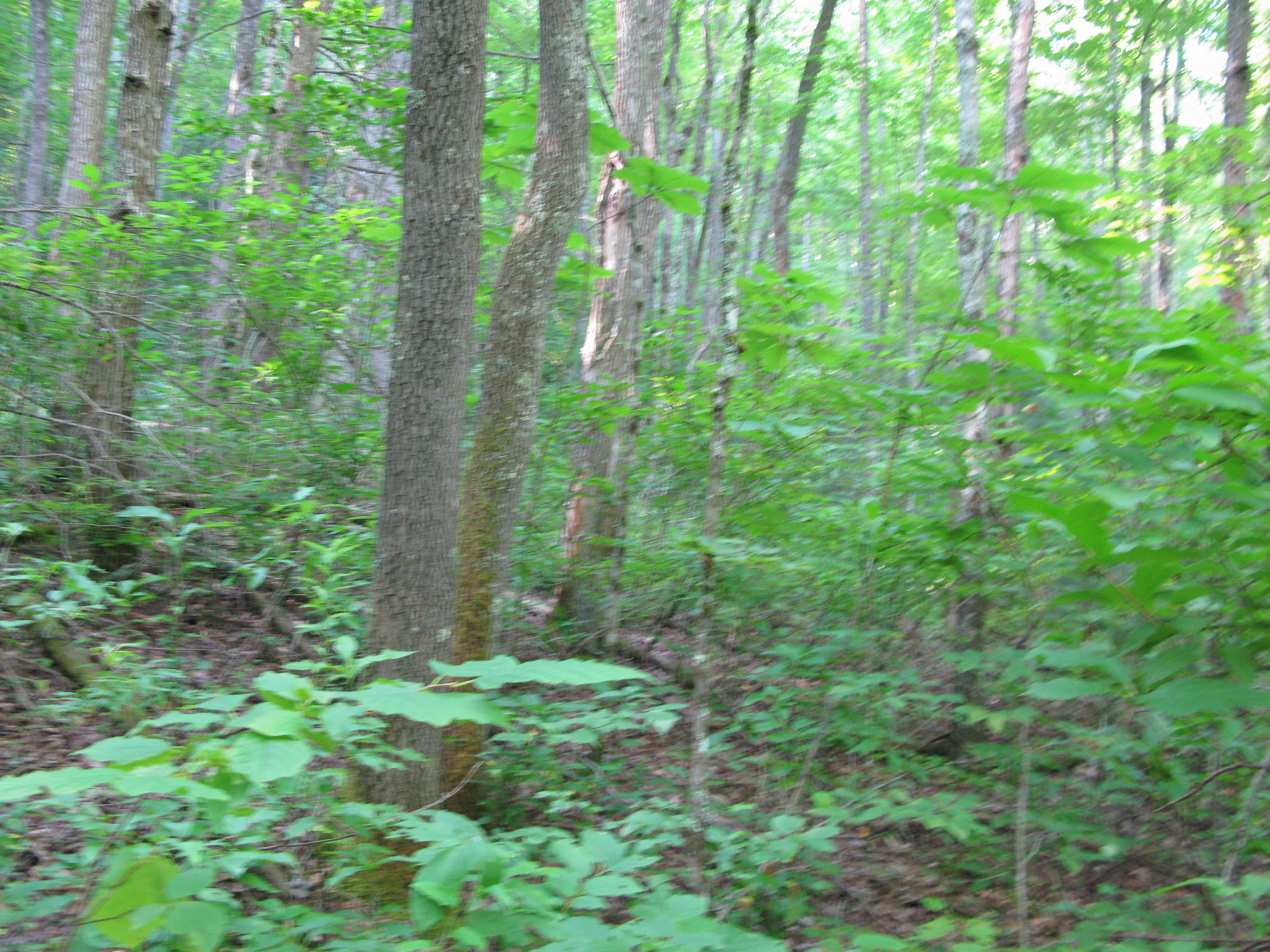 GRSM Accuracy Assessment. Plot Code: GRSM_AA_0042_4