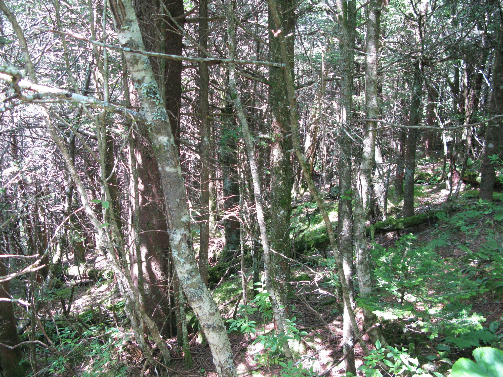 GRSM Accuracy Assessment. Plot Code: GRSM_AA_0087_6