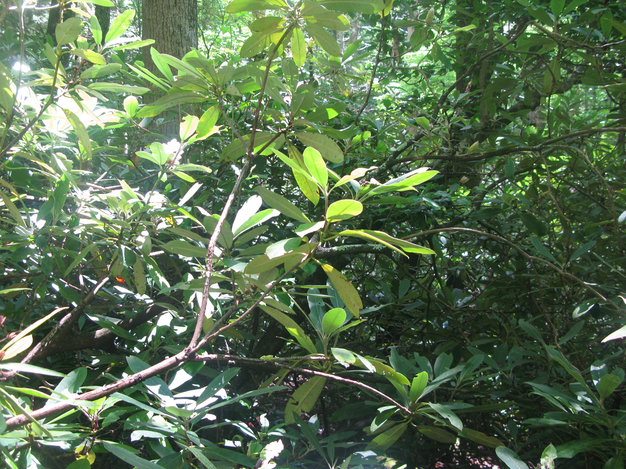 GRSM Accuracy Assessment. Plot Code: GRSM_AA_0409_4