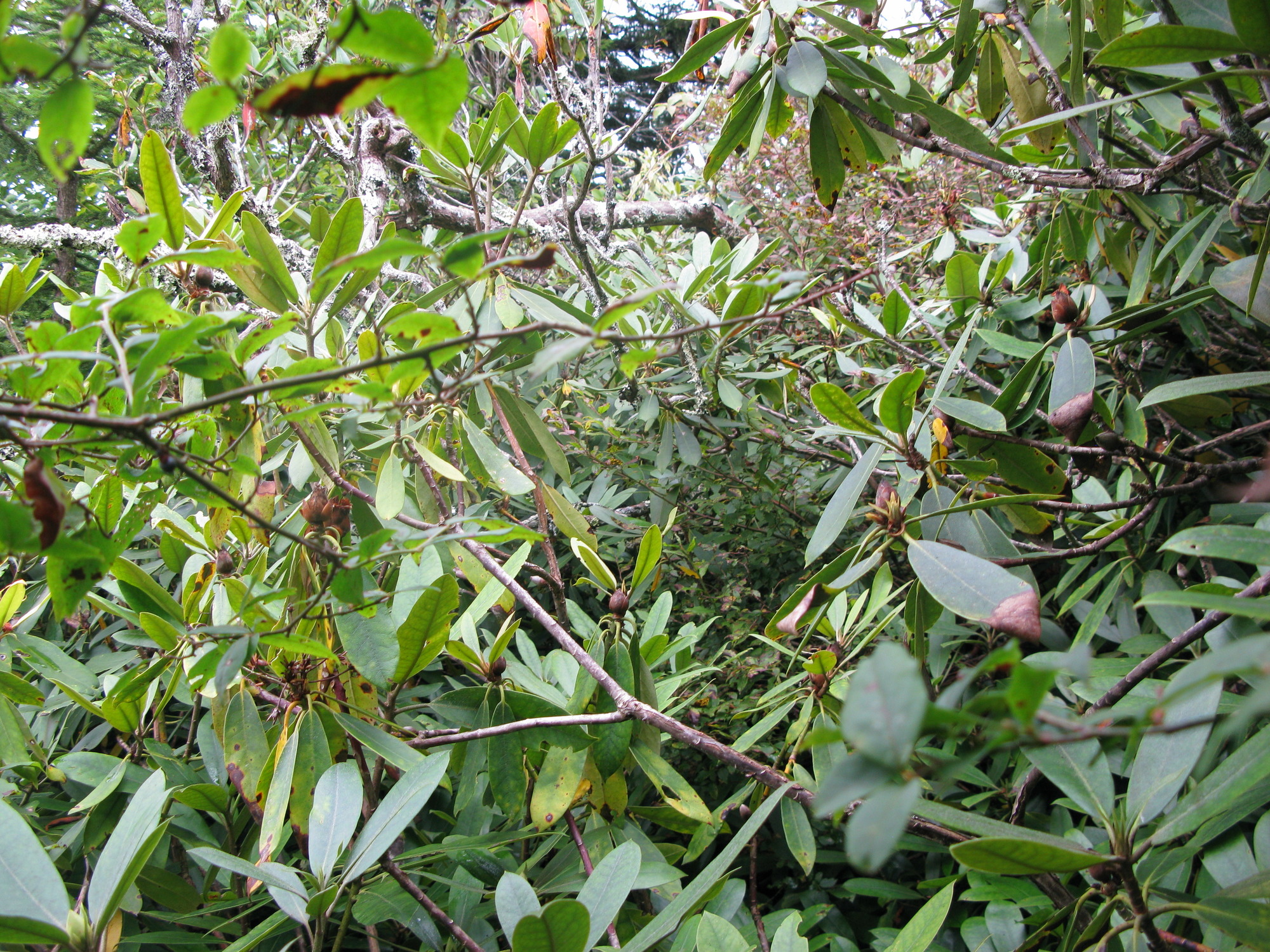 GRSM Accuracy Assessment. Plot Code: GRSM_AA_0311_3