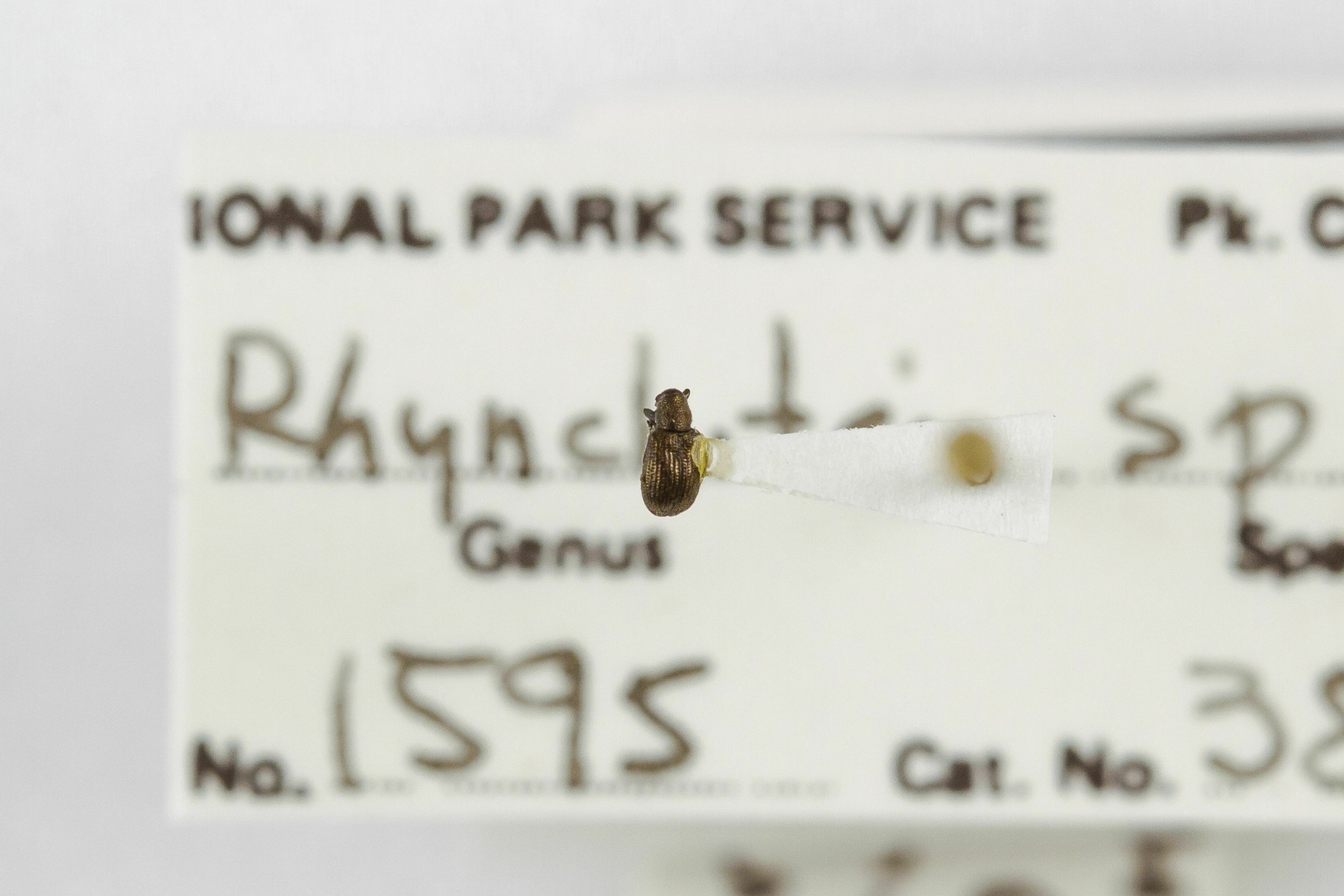 Image of Temnocerus aeratus, a species of Animalia