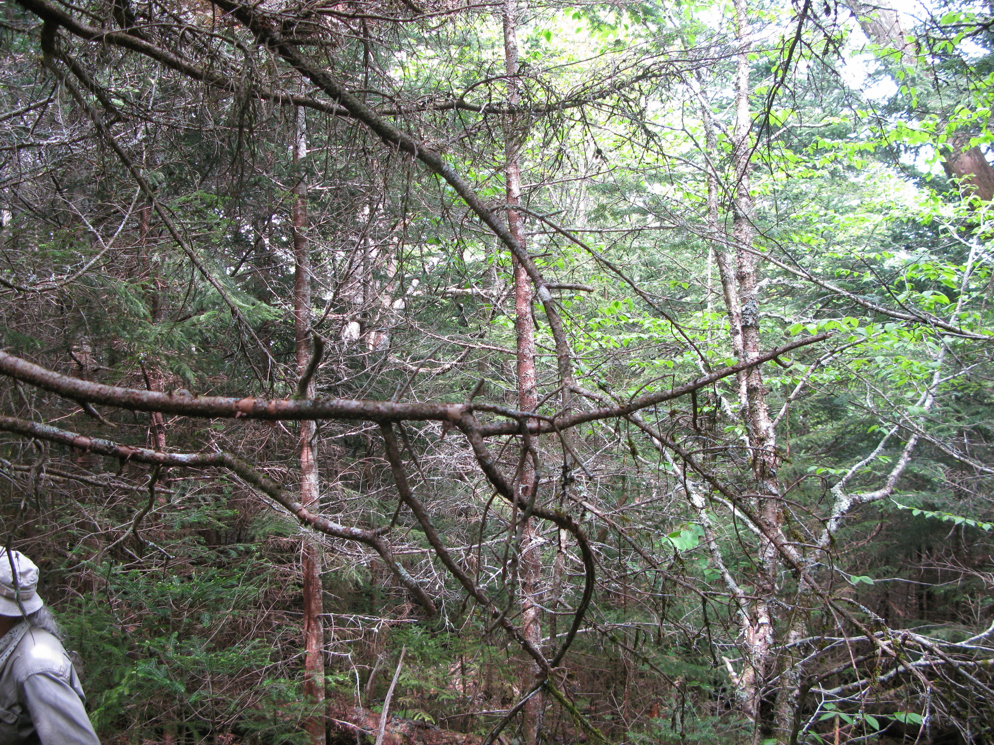 GRSM Accuracy Assessment. Plot Code: GRSM_AA_0176_3