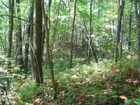 GRSM Accuracy Assessment. Plot Code: GRSM_AA_0038_6