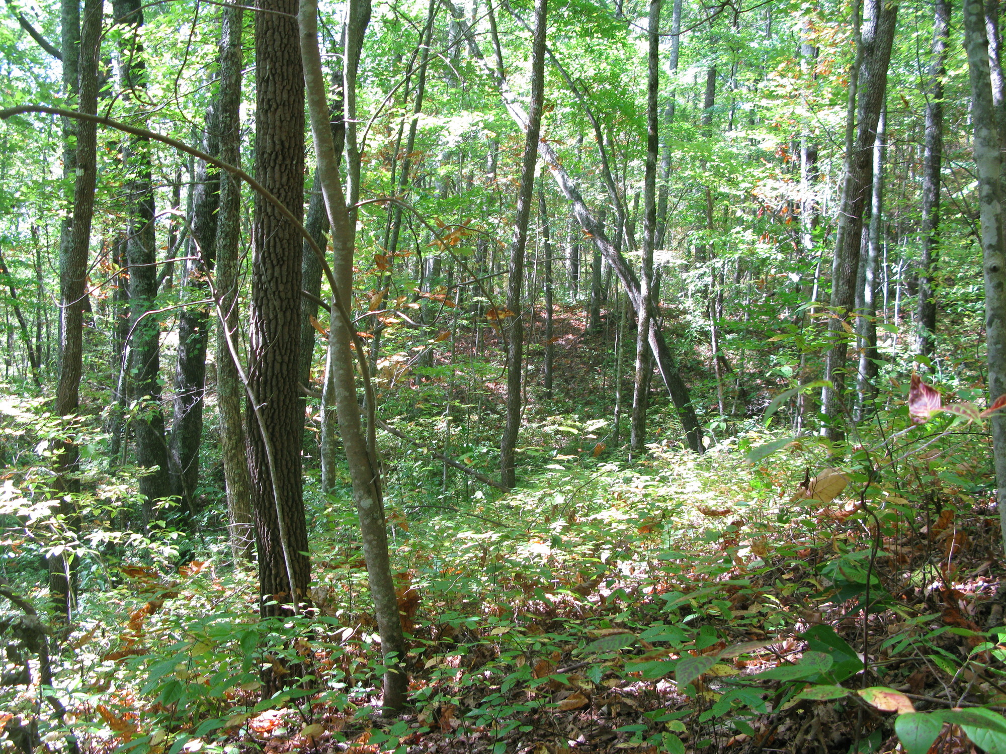 GRSM Accuracy Assessment. Plot Code: GRSM_AA_0038_6