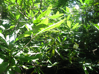 GRSM Accuracy Assessment. Plot Code: GRSM_AA_0409_3