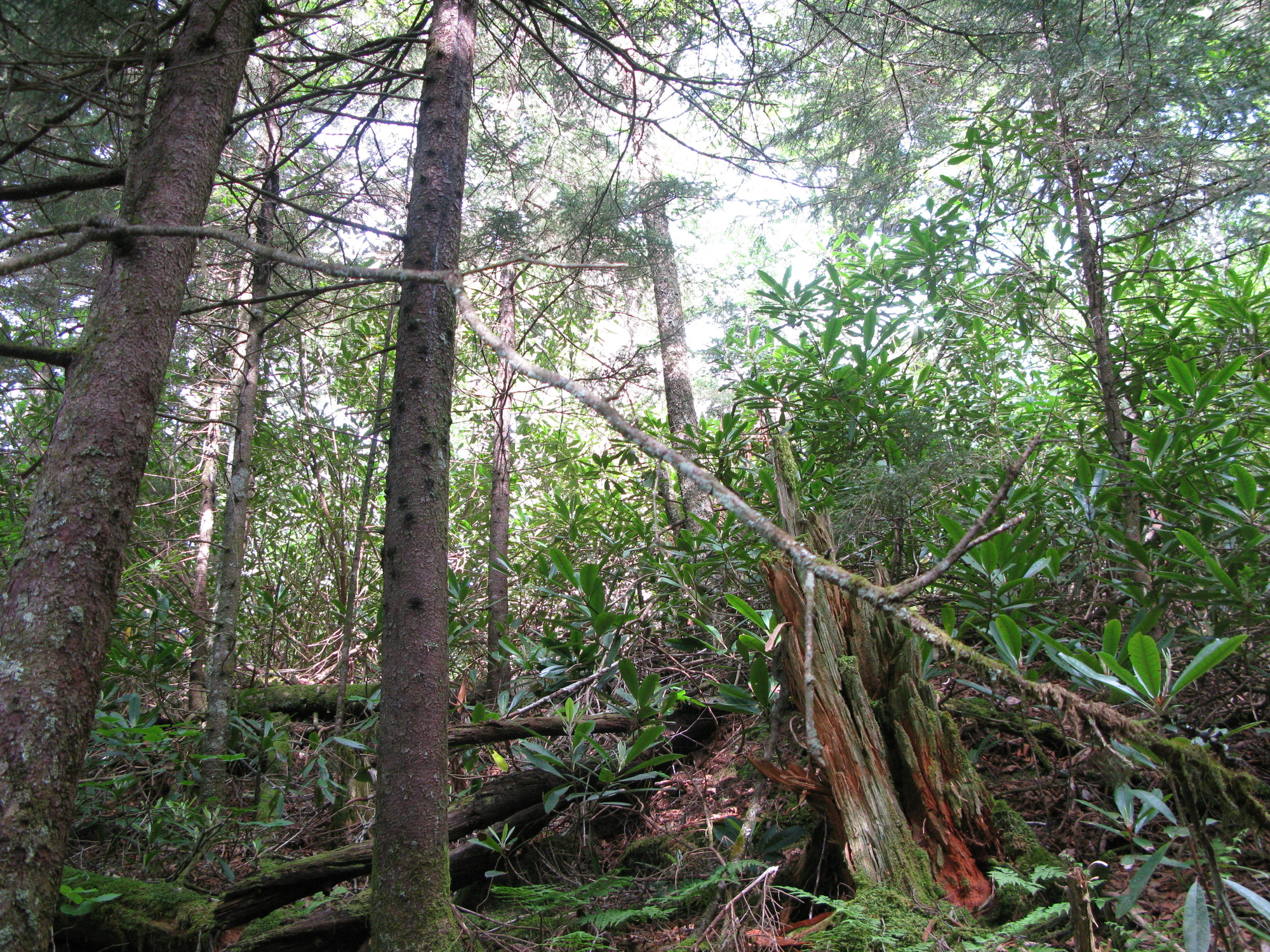 GRSM Accuracy Assessment. Plot Code: GRSM_AA_0151_5