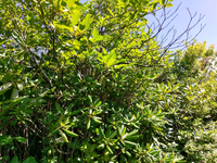 Plot Code: GRSM_AA_0391_2