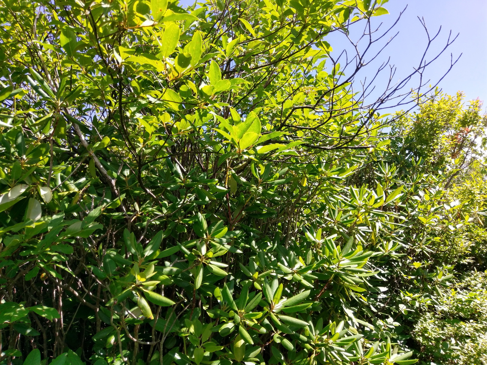 Plot Code: GRSM_AA_0391_2