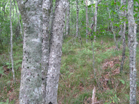 GRSM Accuracy Assessment. Plot Code: GRSM_AA_0215_2