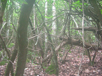 GRSM Accuracy Assessment. Plot Code: GRSM_AA_0793_4