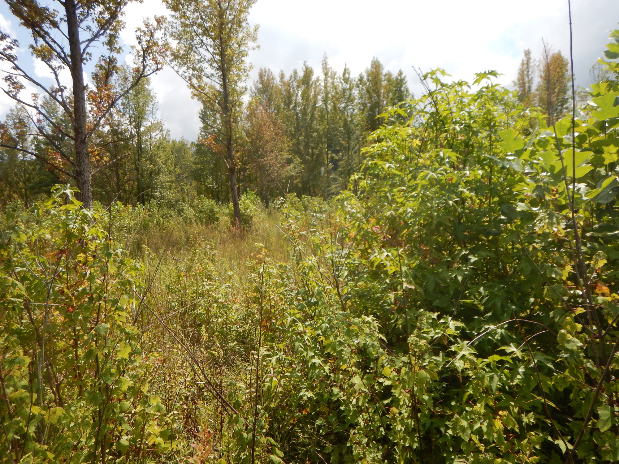 GRSM Accuracy Assessment. Plot Code: GRSM_AA_0719_4