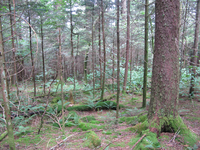 GRSM Accuracy Assessment. Plot Code: GRSM_AA_0827_5