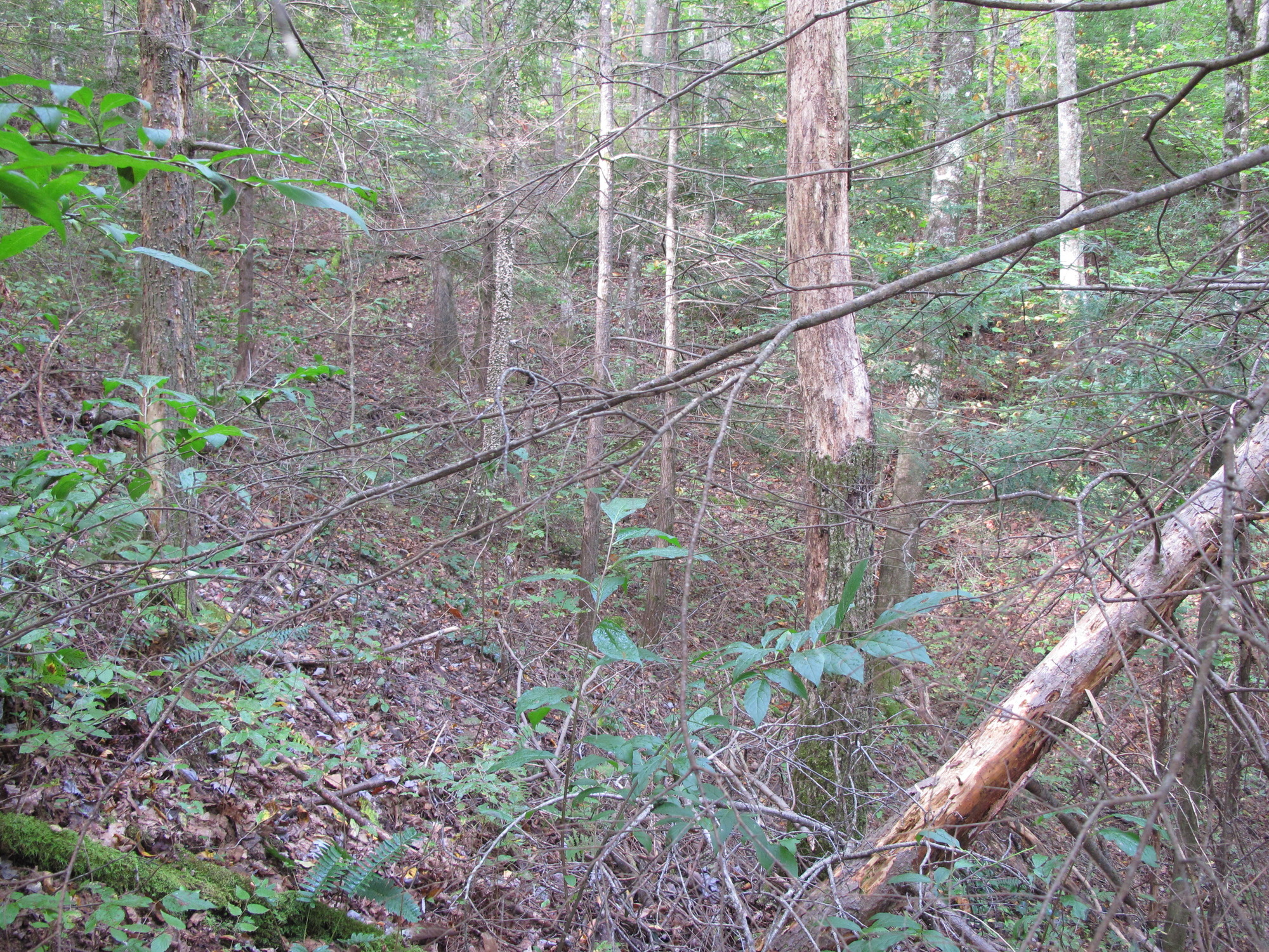 GRSM Accuracy Assessment. Plot Code: GRSM_AA_0562_5