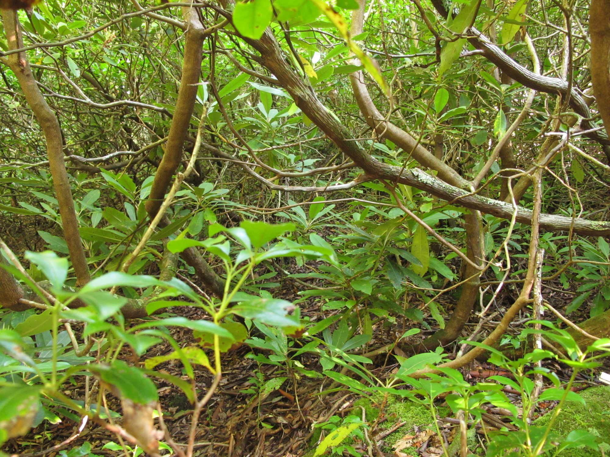 Plot Code: GRSM_AA_0523_2