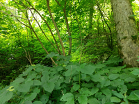 Plot Code: GRSM_AA_0544_4