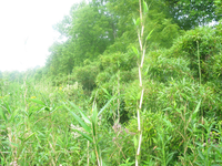 GRSM Accuracy Assessment. Plot Code: GRSM_AA_0537_6