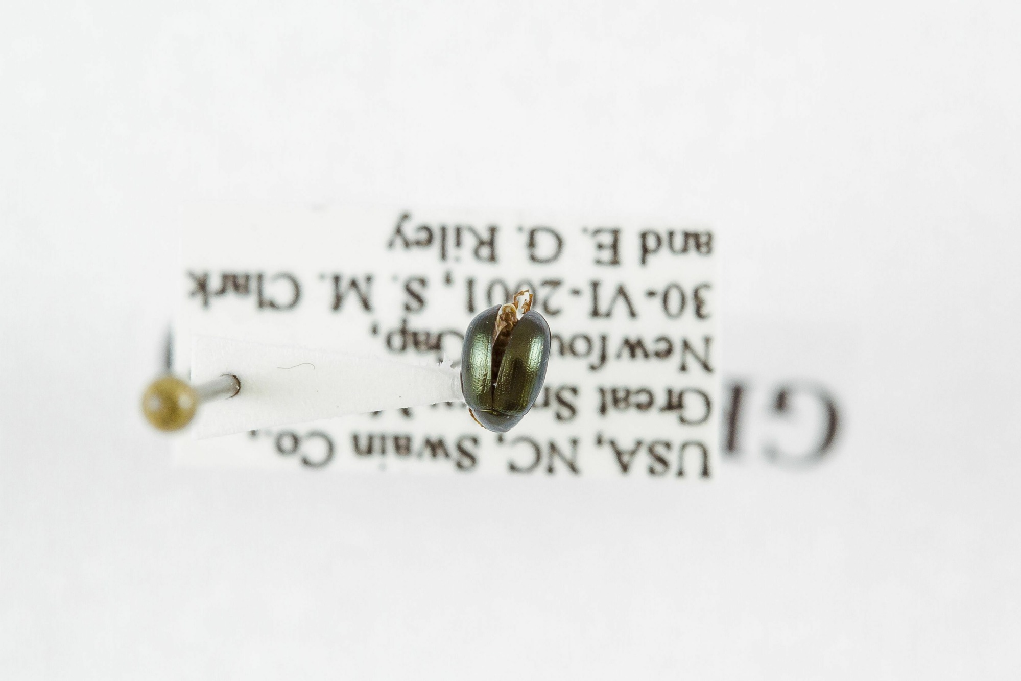 Image of Dibolia borealis, a species of Animalia