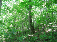 GRSM Accuracy Assessment. Plot Code: GRSM_AA_0128_2