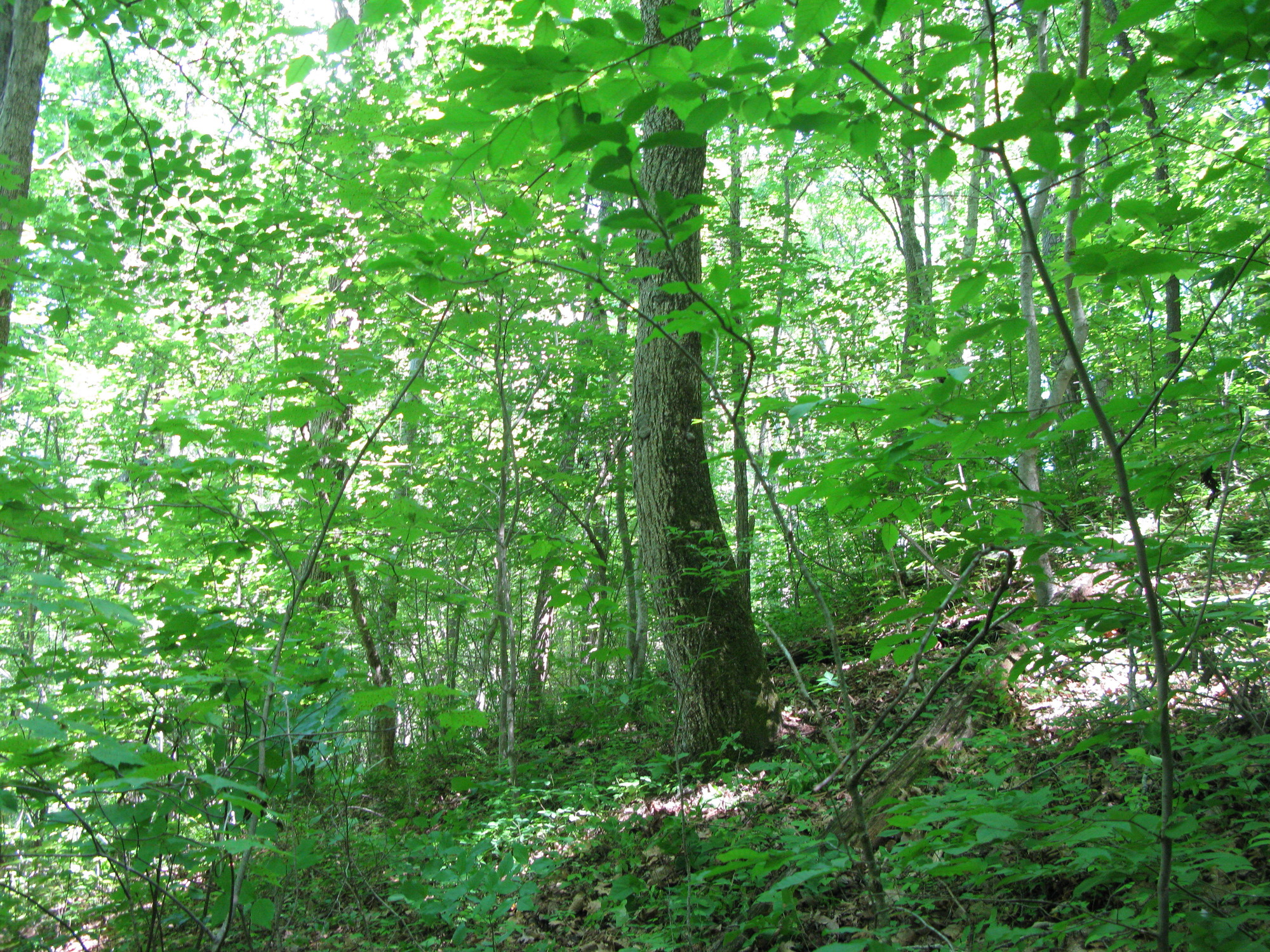 GRSM Accuracy Assessment. Plot Code: GRSM_AA_0128_2