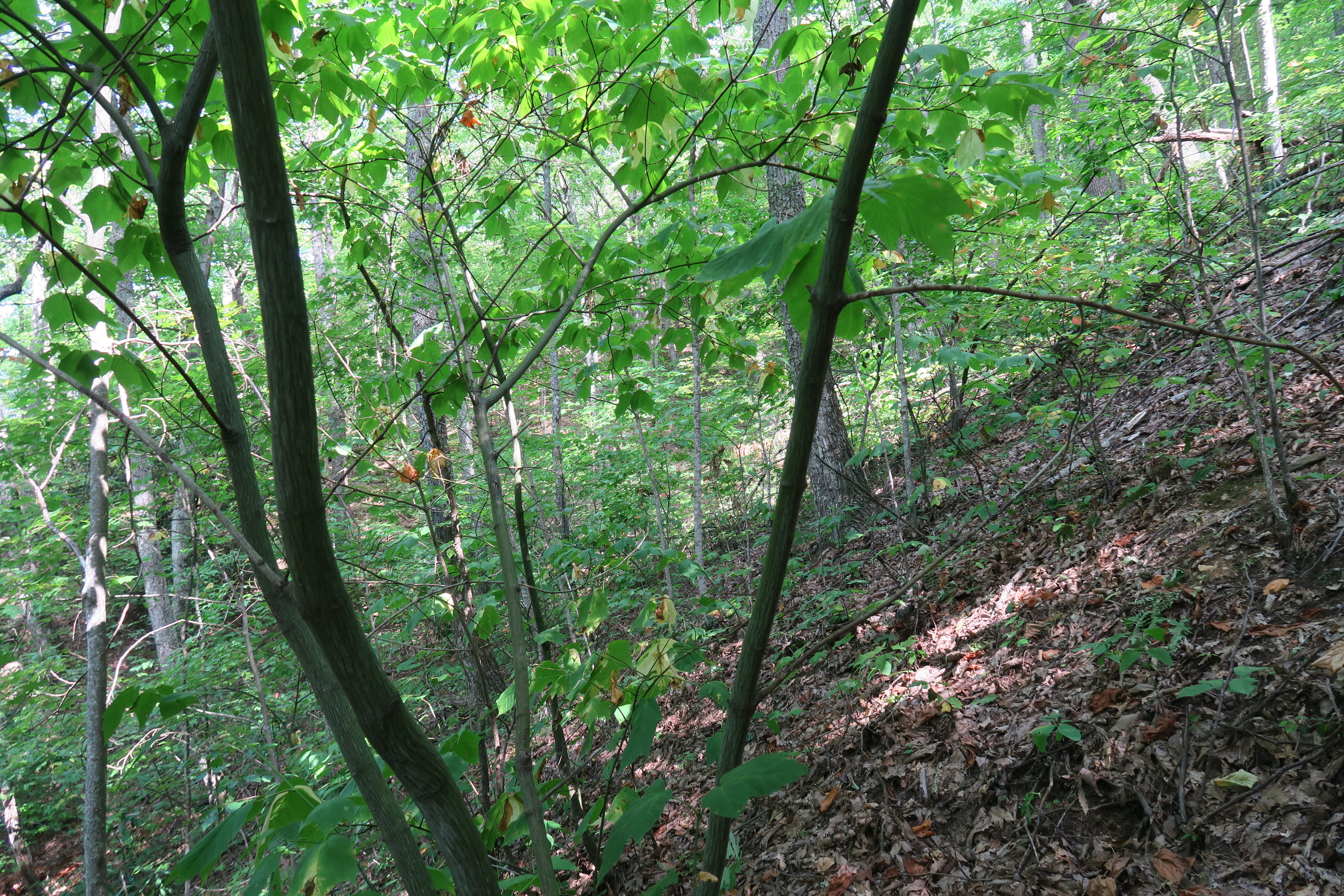 GRSM Accuracy Assessment. Plot Code: GRSM_AA_0940_2