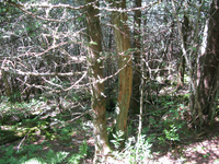 GRSM Accuracy Assessment. Plot Code: GRSM_AA_0087_2