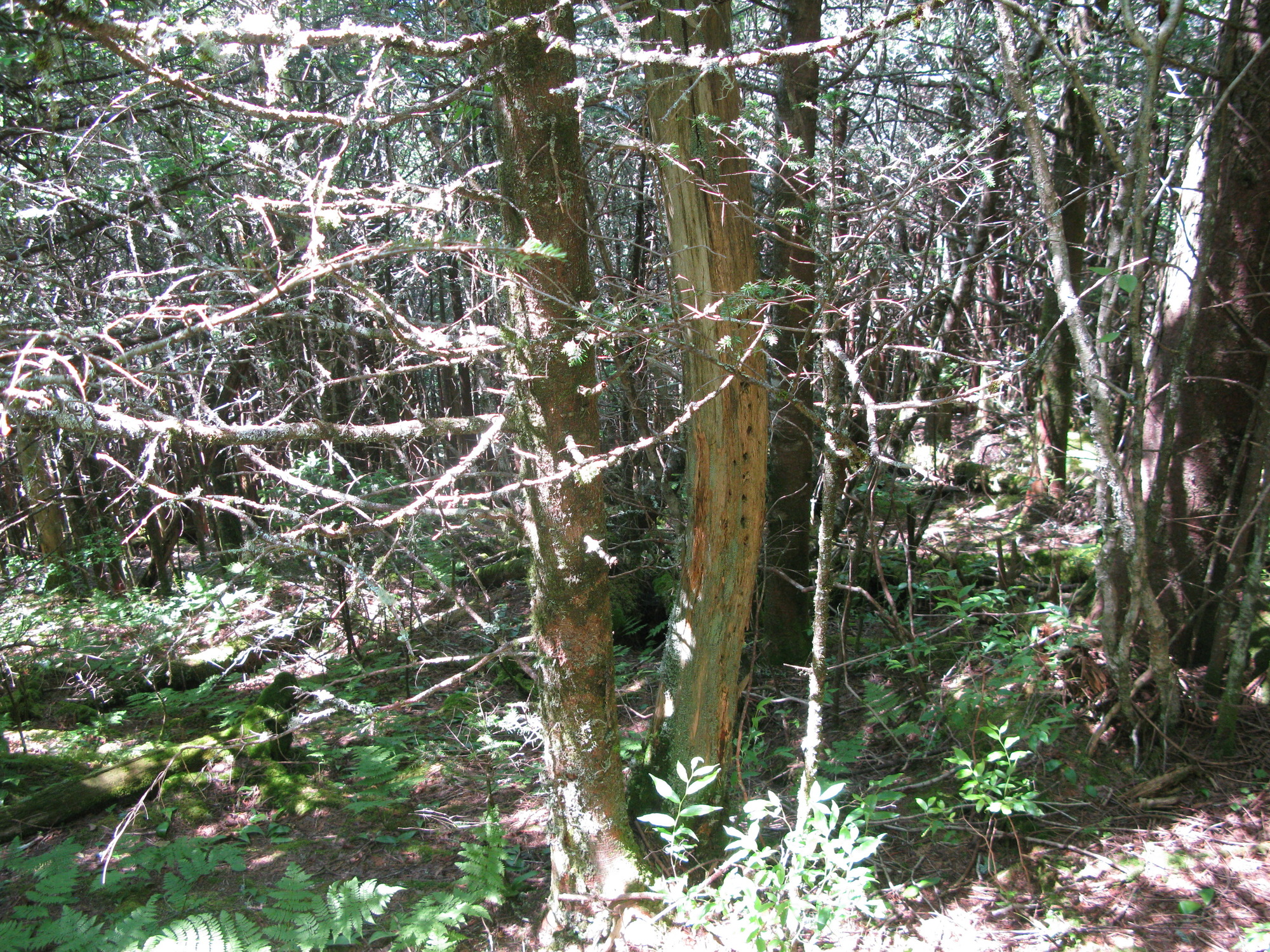 GRSM Accuracy Assessment. Plot Code: GRSM_AA_0087_2