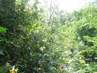 GRSM Accuracy Assessment. Plot Code: GRSM_AA_0796_6