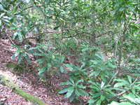 GRSM Accuracy Assessment. Plot Code: GRSM_AA_0098_2