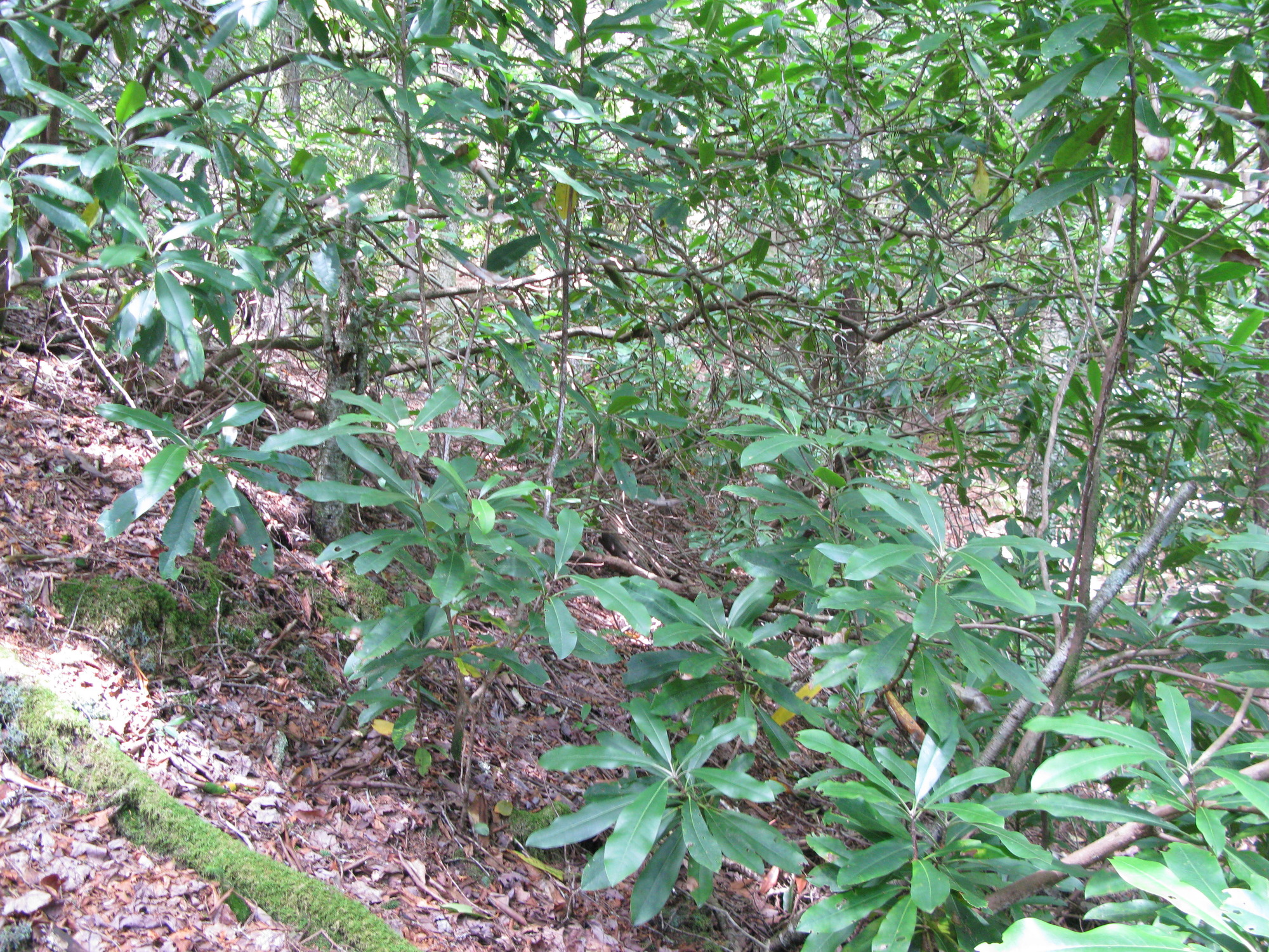 GRSM Accuracy Assessment. Plot Code: GRSM_AA_0098_2