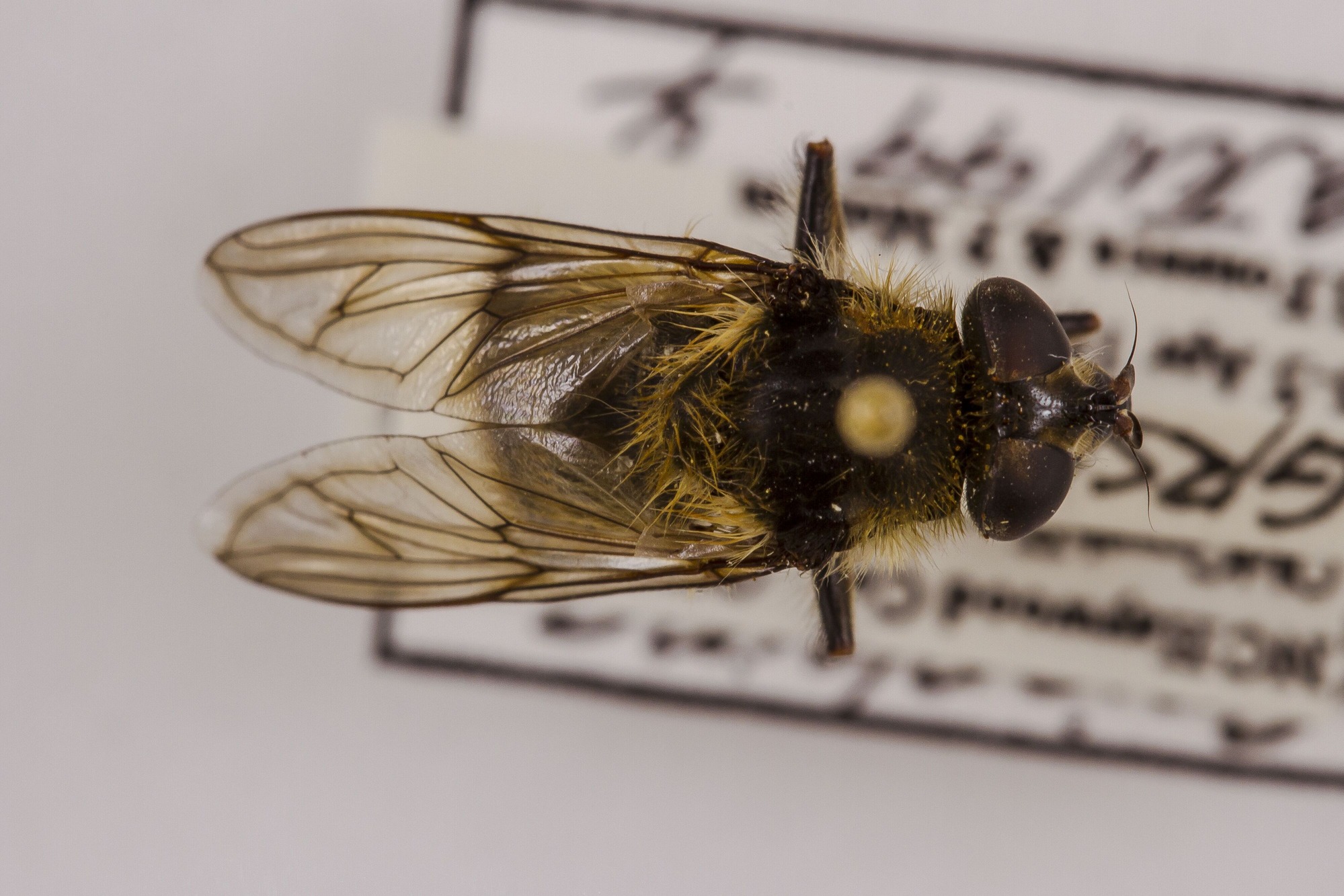Image of Criorhina verbosa, a species of Animalia