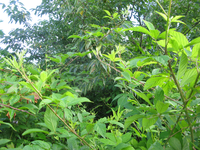 GRSM Accuracy Assessment. Plot Code: GRSM_AA_0839_2