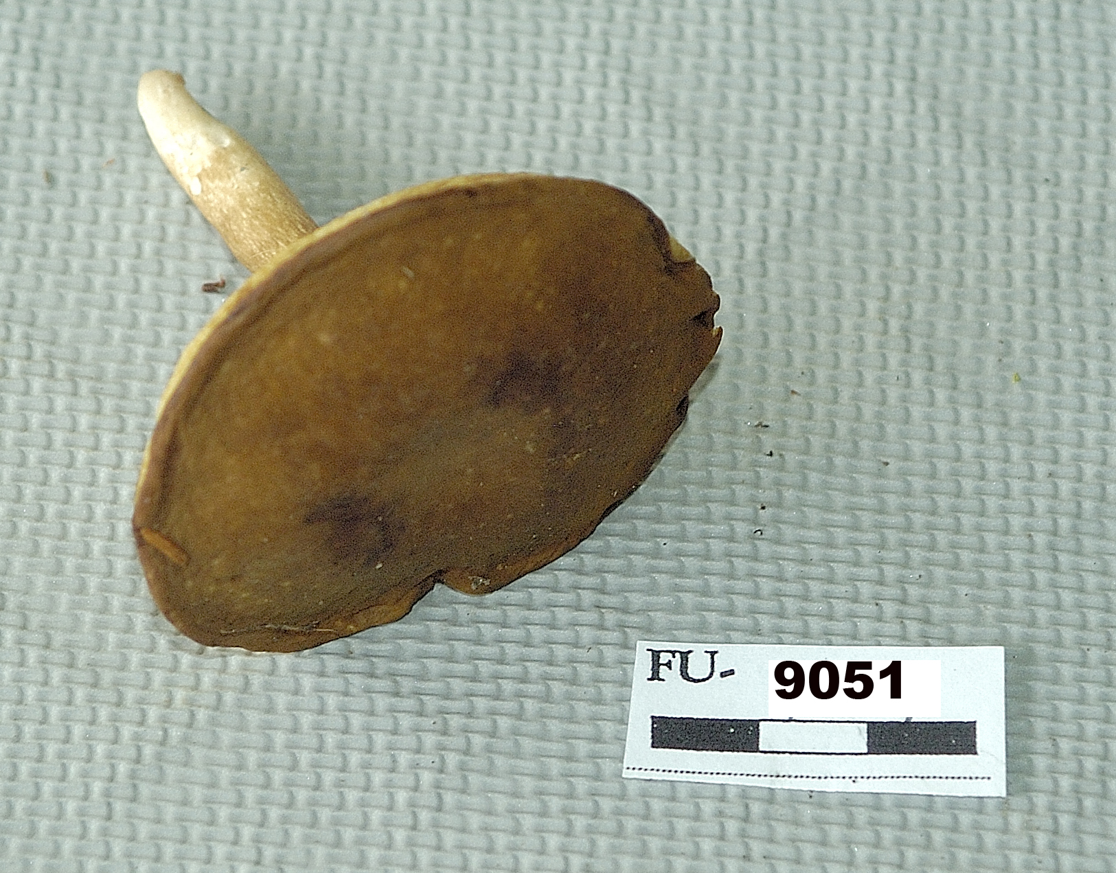 Image of Xanthoconium affine, a species of fungi.