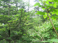 GRSM Accuracy Assessment. Plot Code: GRSM_AA_0602_2