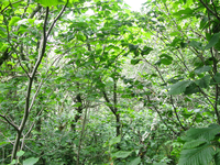 GRSM Accuracy Assessment. Plot Code: GRSM_AA_0055_4