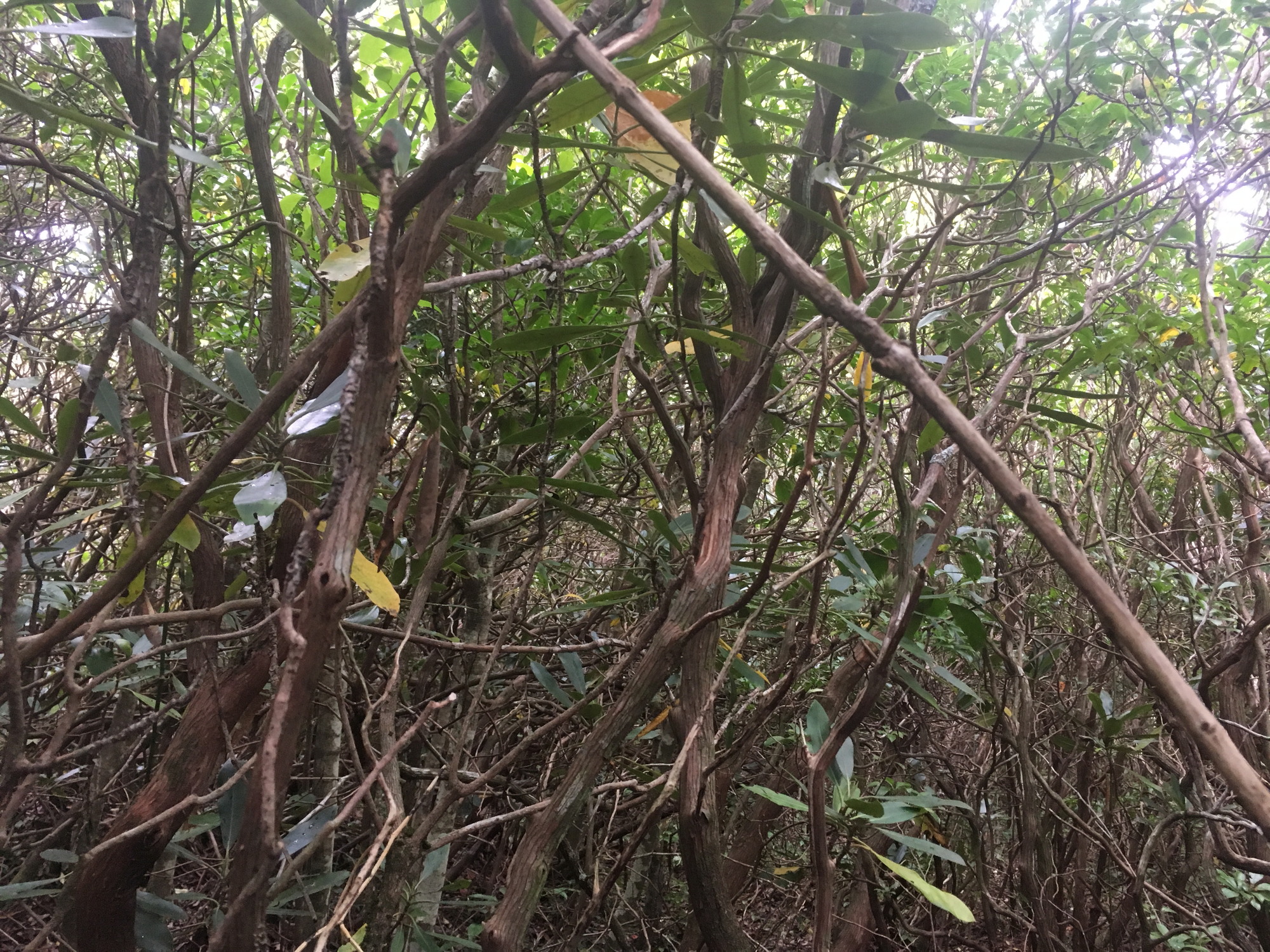 GRSM Accuracy Assessment. Plot Code: GRSM_AA_0363_4