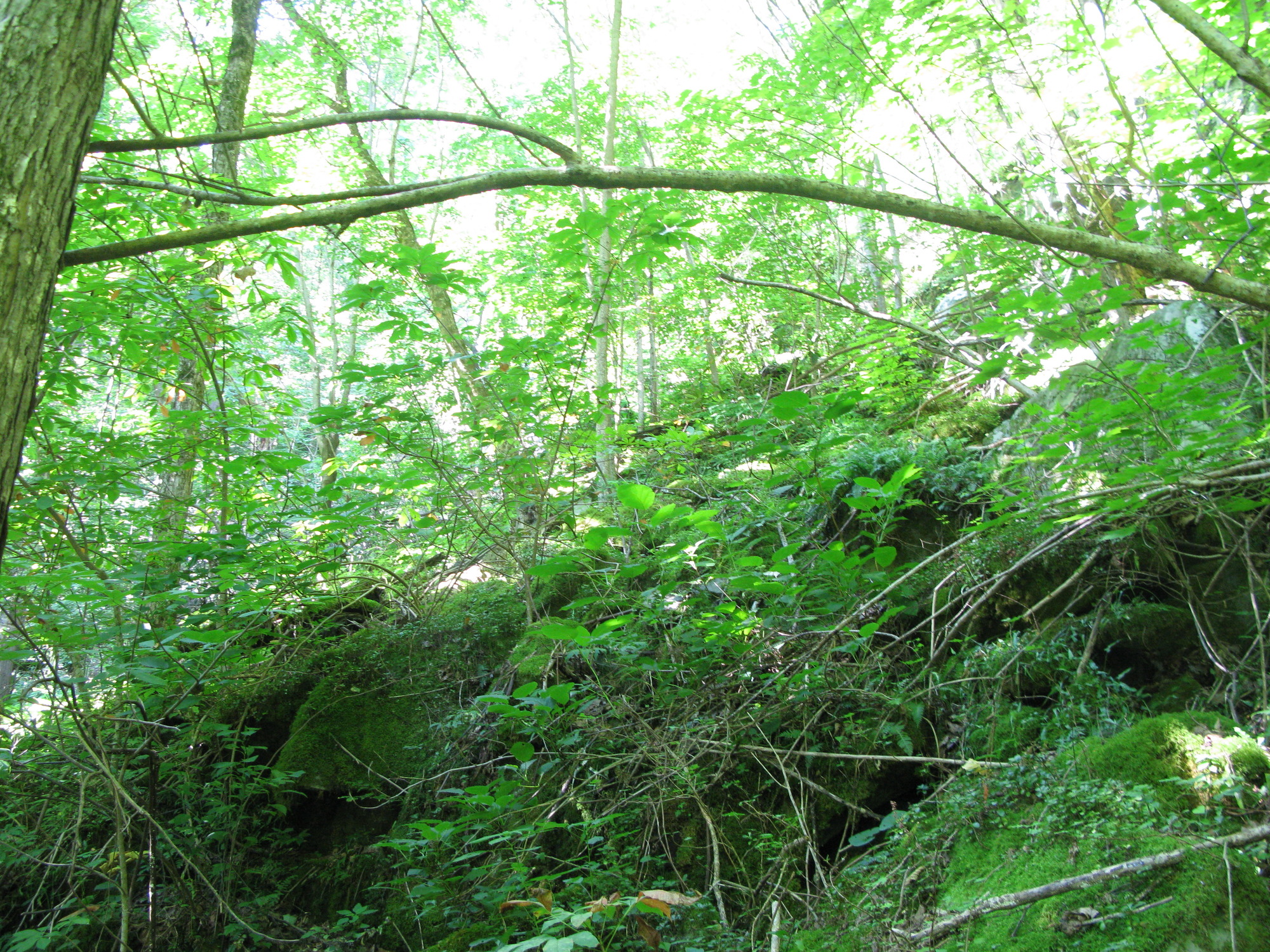 GRSM Accuracy Assessment. Plot Code: GRSM_AA_0204_6